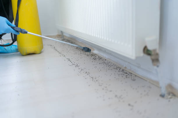 Wasp Removal Services in Long Beach, IN