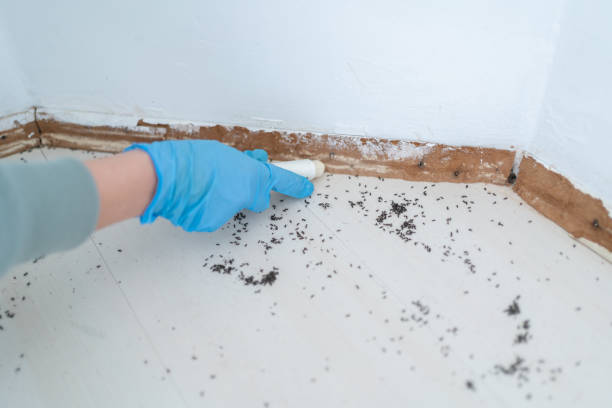 Best Ant Control Services  in Long Beach, IN